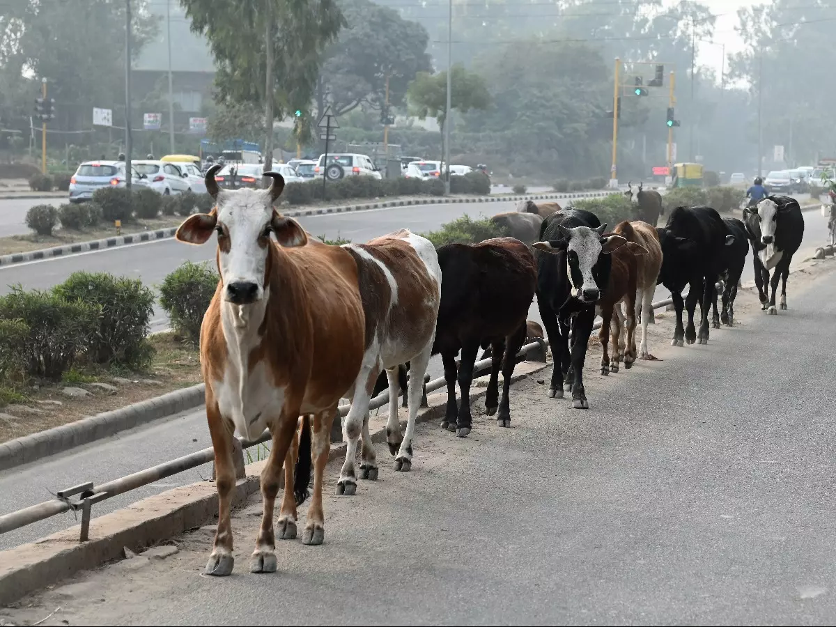 गौसेवा