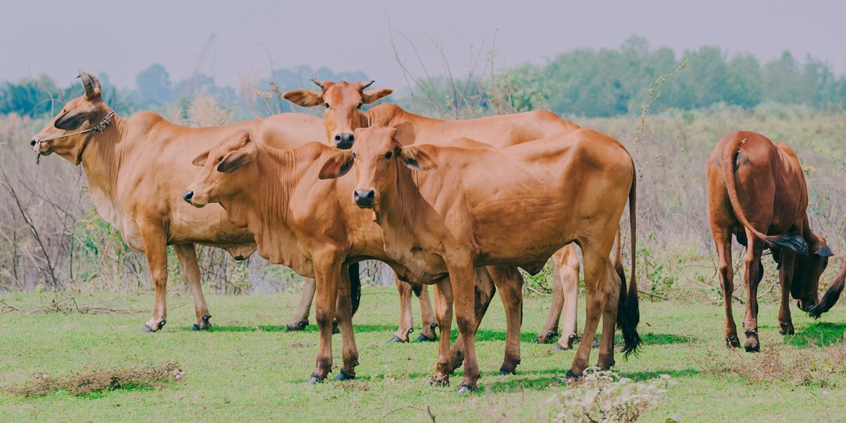Environmental Protection & Gaushala