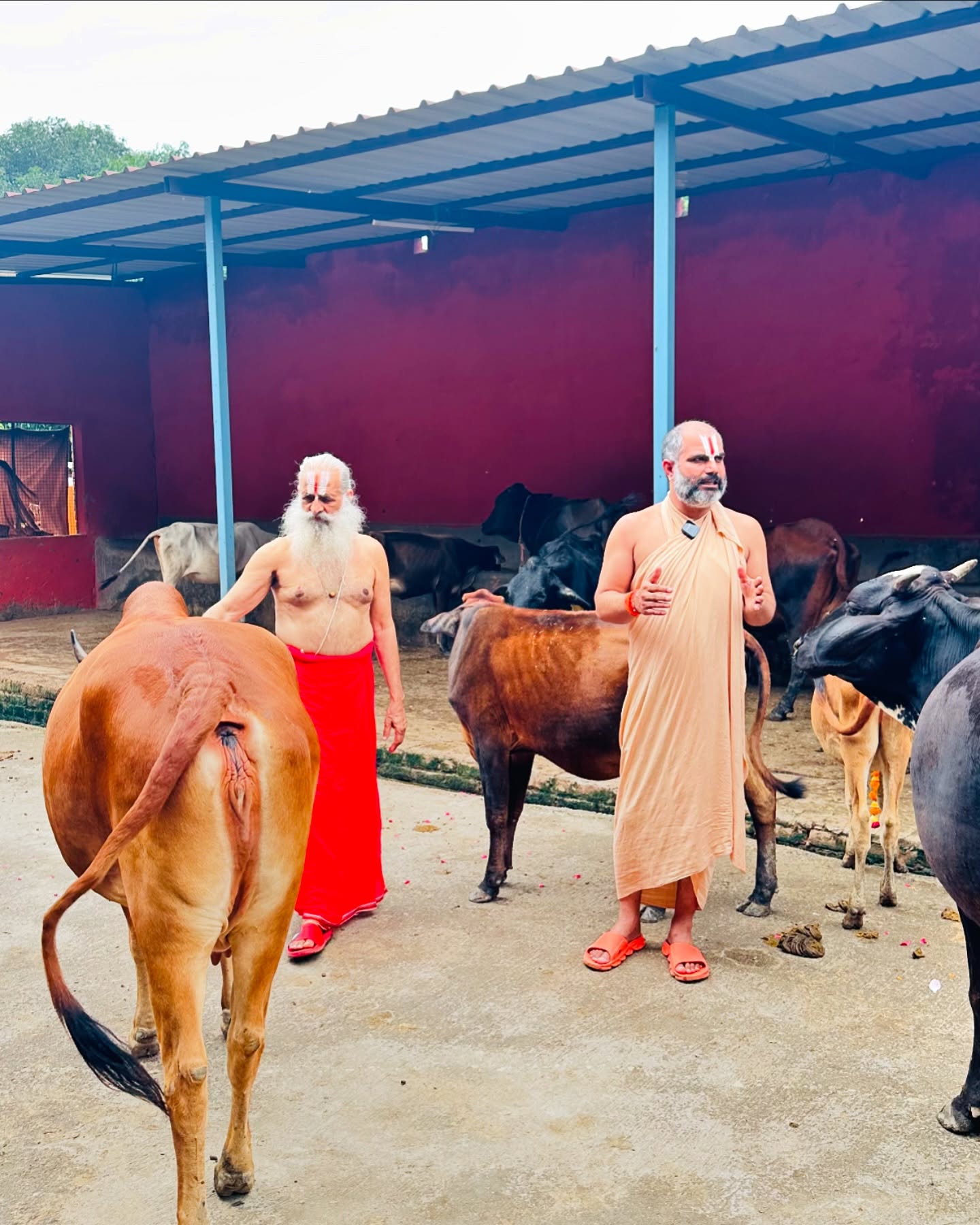 "गौ-सेवा: भारतीय संस्कृति, आध्यात्मिकता और सामाजिक उत्थान की आधारशिला"